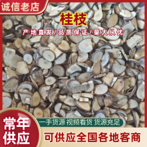 桂枝基地直销量大质优保质保量欢迎各大老板采购咨询