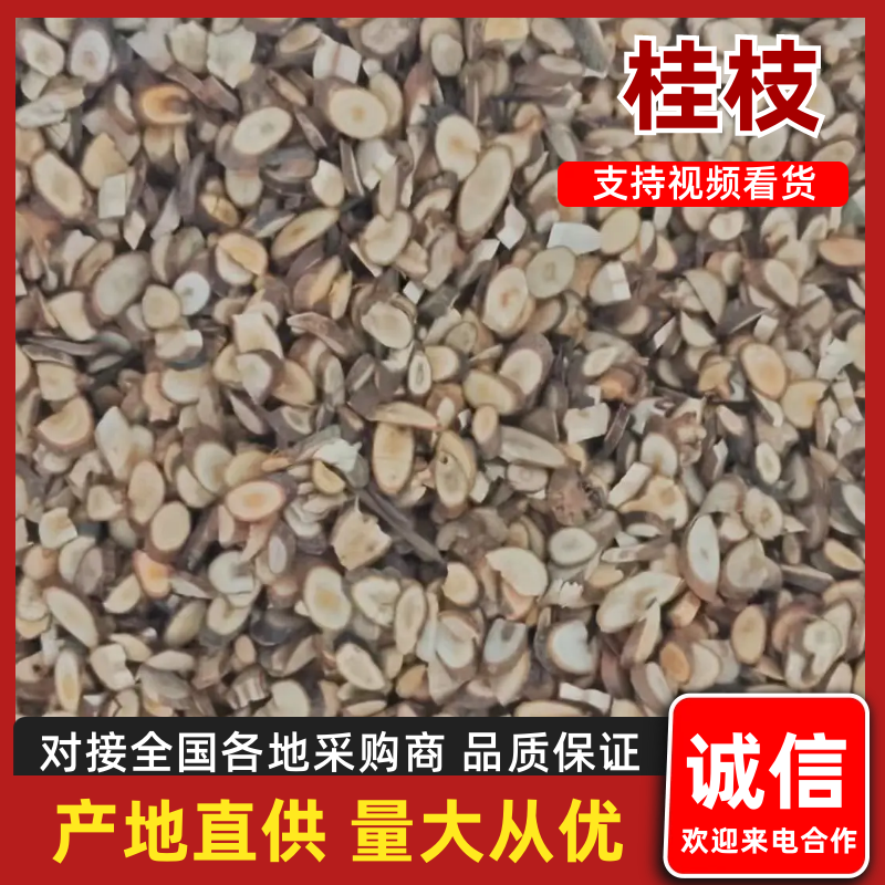 广西玉林桂枝量大质优规格齐全欢迎各大老板采购咨询