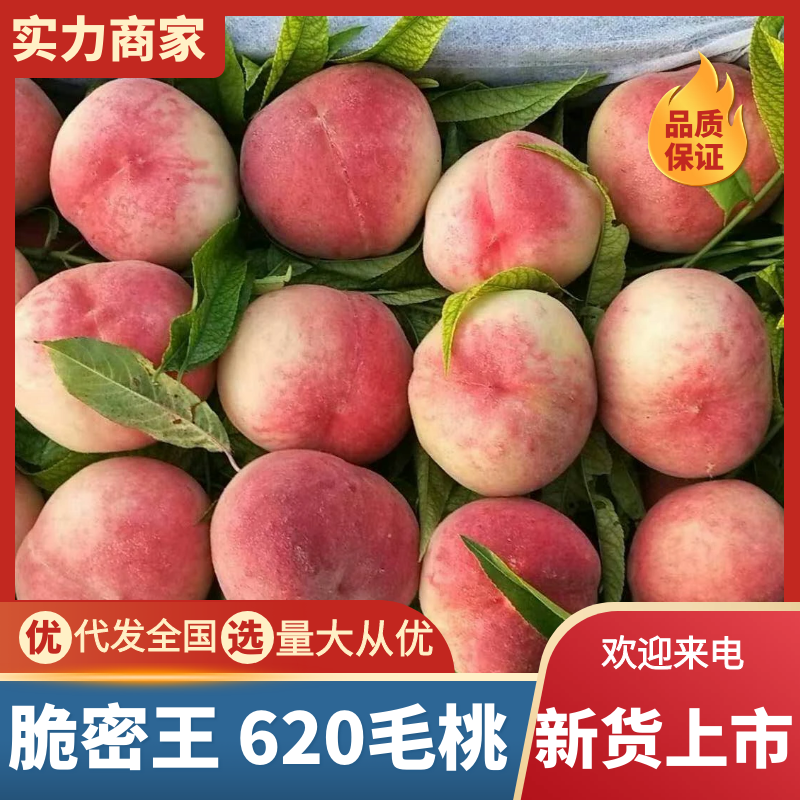 脆密王毛桃陕西620毛桃脆甜多汁万亩基地持续供应