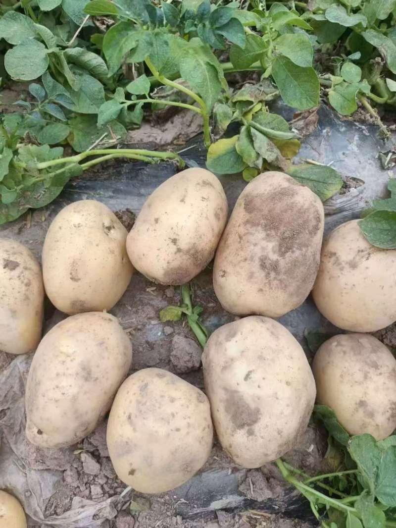 河南沃土5号土豆软糯香甜一手货源大量有货欢迎采购热卖中