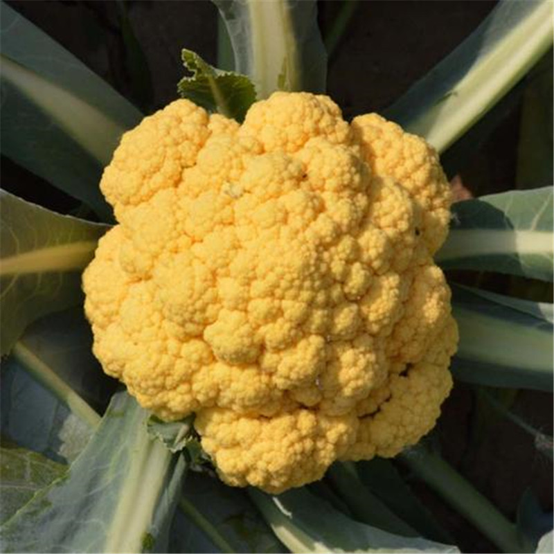 神良金色花菜种子80天黄花菜种子黄菜花种子高产基地