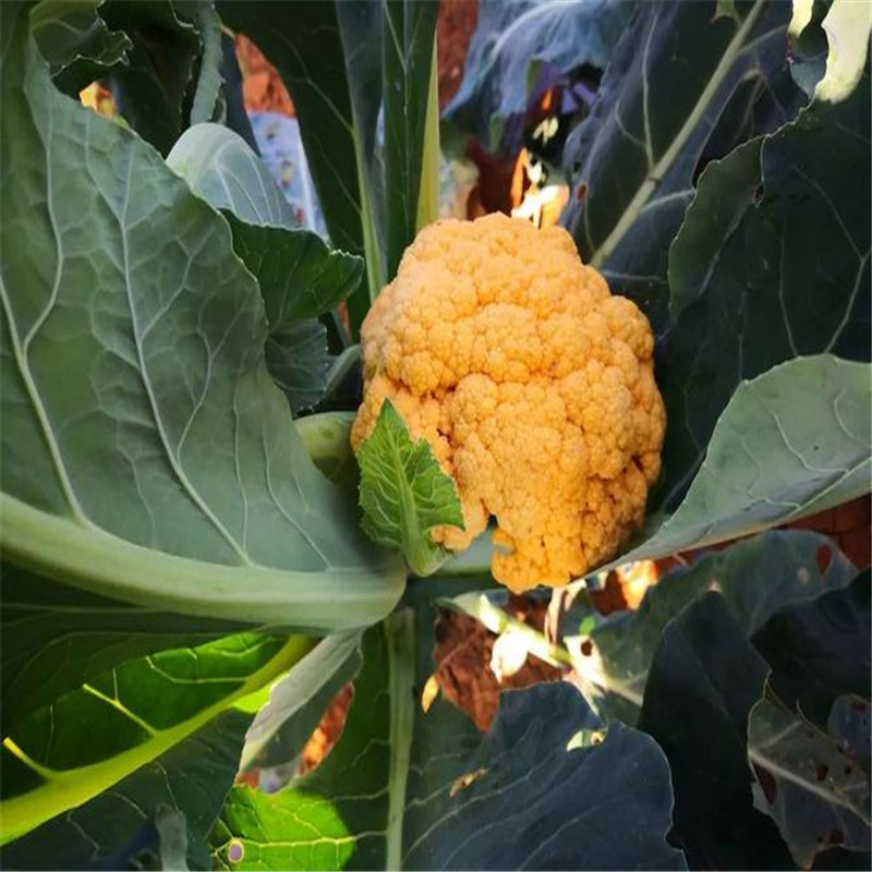 神良金色花菜种子80天黄花菜种子黄菜花种子高产基地