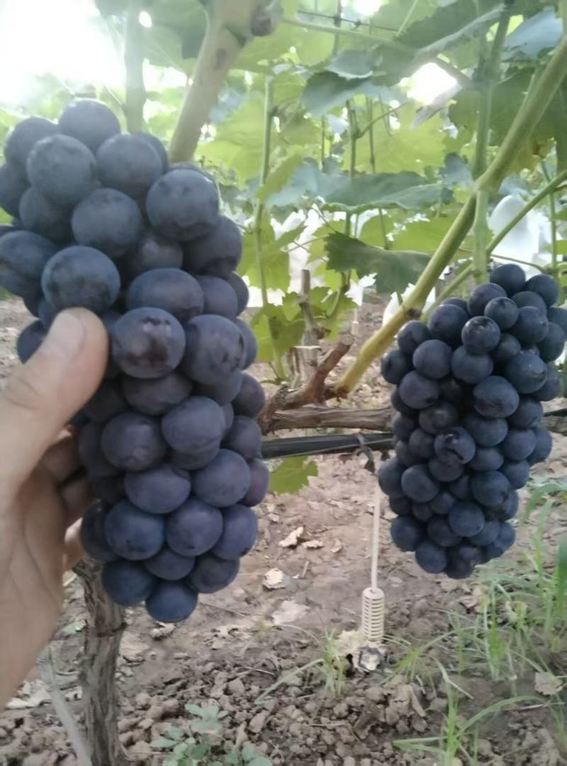 夏黑葡萄/阳光玫瑰葡萄大量有货基地直供可视频看货