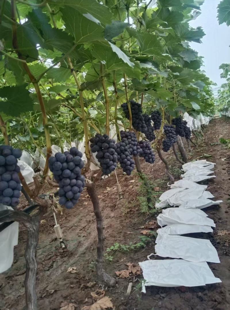 夏黑葡萄/阳光玫瑰葡萄大量有货基地直供可视频看货