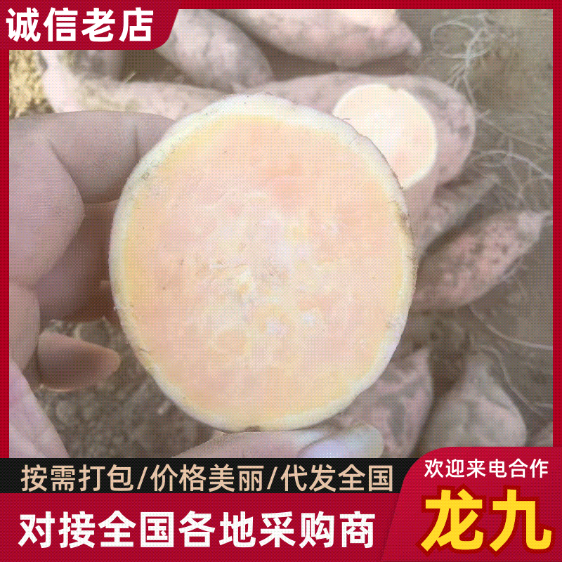 开封龙九红薯以上市，欢迎新老顾客来电咨询