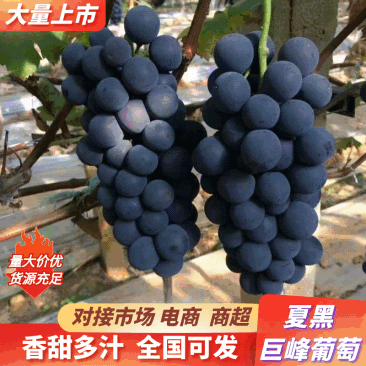 夏黑葡萄/阳光玫瑰葡萄大量有货基地直供可视频看货