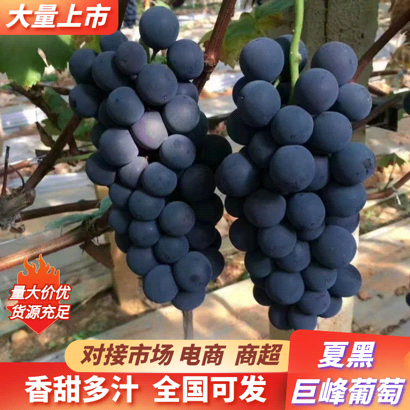 夏黑葡萄/阳光玫瑰葡萄大量有货基地直供可视频看货
