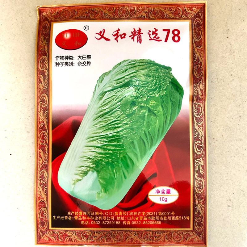 义和精选78大白菜种子球型合抱抗病叶色深绿叶柄白绿