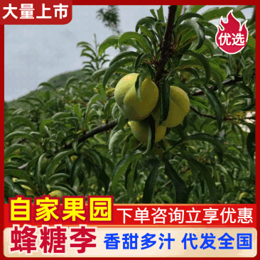 5斤46代发贵州六马蜂糖李全网对接电商一件代发代收
