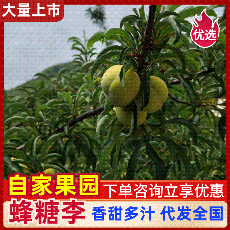 5斤46代发贵州六马蜂糖李全网对接电商一件代发代收
