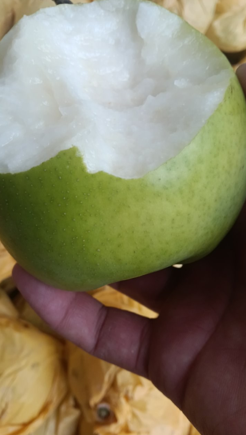 酥脆一号梨青皮早酥梨，一手货源，品质保证，量大从优