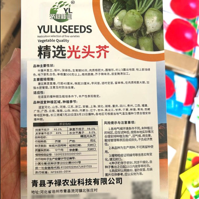 精选光头芥菜种子根肉脆嫩芥子辣味浓叶簇半直立