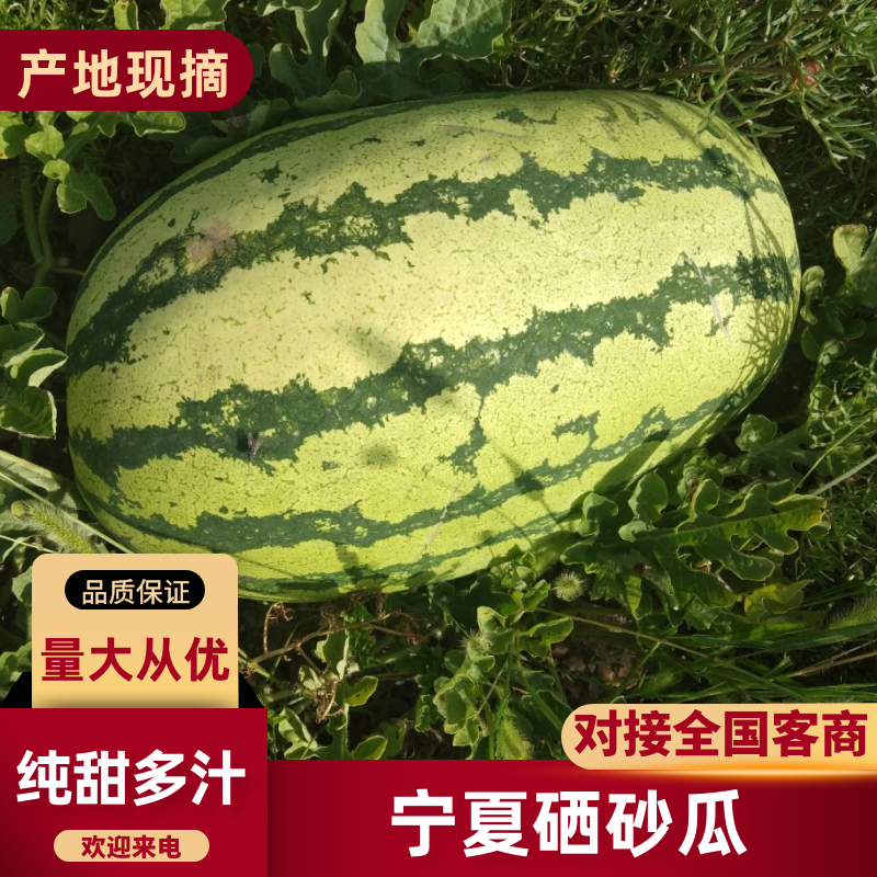 宁夏硒砂瓜已大量上市，欢迎各位客商选择宁夏硒砂瓜