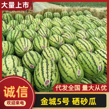 【宁夏西瓜】精品金城五号西瓜头茬品质保证