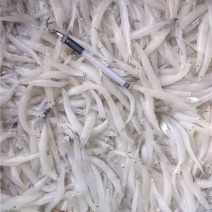 银鱼大量有货产地直发对接各大平台价格美丽