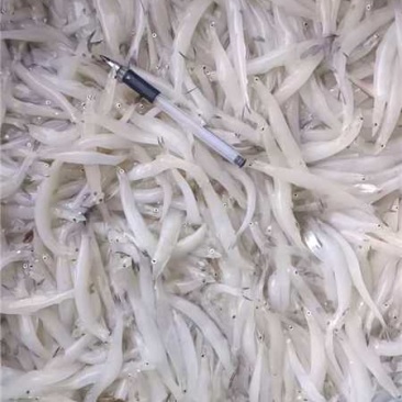 银鱼大量有货产地直发对接各大平台价格美丽