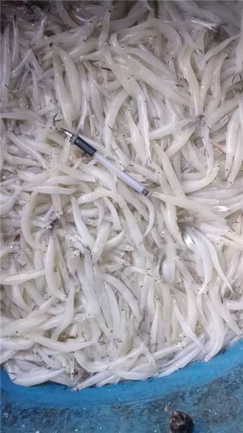 银鱼大量有货产地直发对接各大平台价格美丽