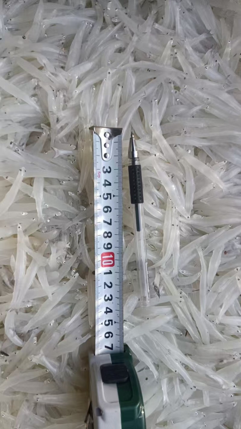 银鱼大量有货产地直发对接各大平台价格美丽