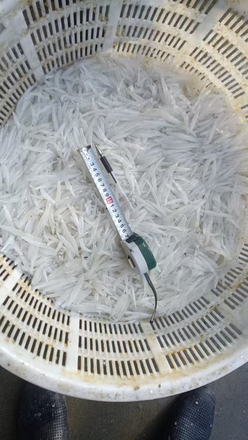 银鱼大量有货产地直发对接各大平台价格美丽