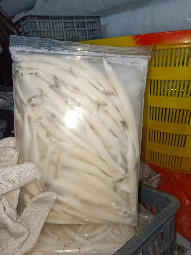 银鱼大量有货产地直发对接各大平台价格美丽