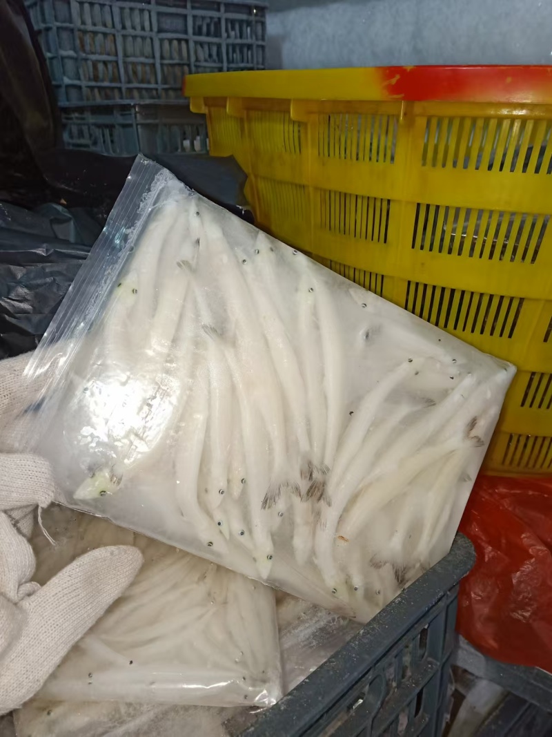 银鱼大量有货产地直发对接各大平台价格美丽