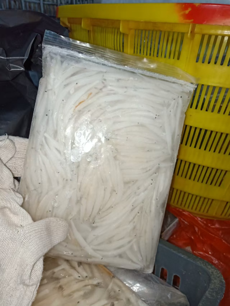 银鱼大量有货产地直发对接各大平台价格美丽