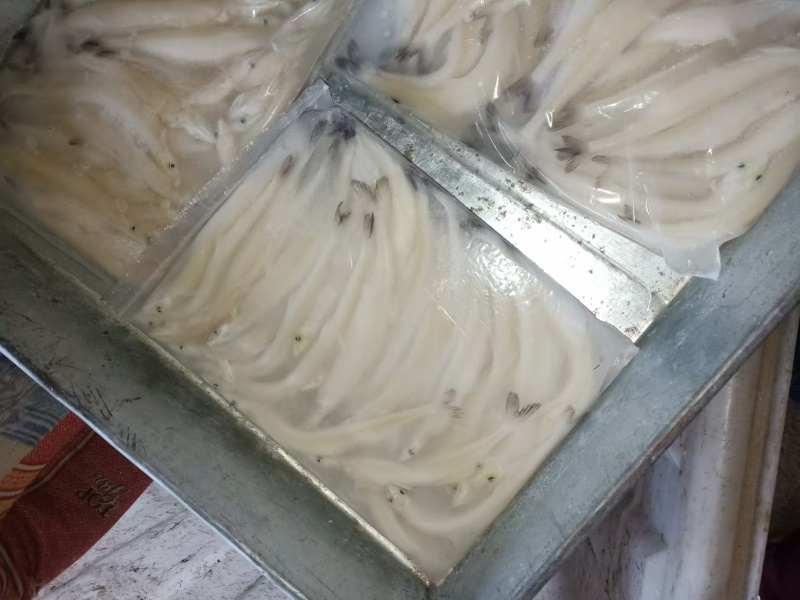 银鱼大量有货产地直发对接各大平台价格美丽