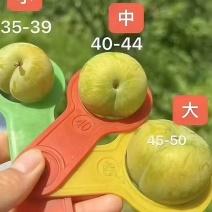 贵州原产地老树蜂糖李可定制包装接直播带货社区团购单位福利