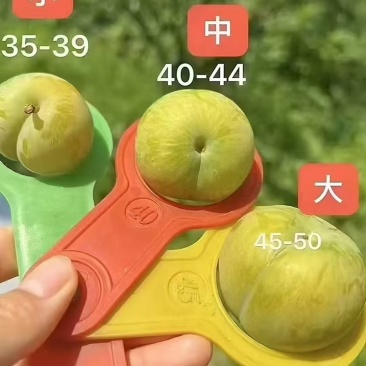 贵州原产地老树蜂糖李可定制包装接直播带货社区团购单位福利