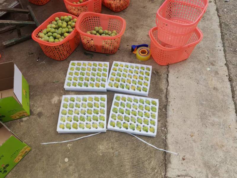 贵州原产地老树蜂糖李可定制包装接直播带货社区团购单位福利