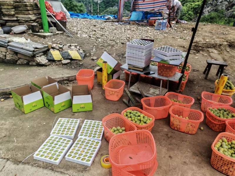 贵州原产地老树蜂糖李可定制包装接直播带货社区团购单位福利
