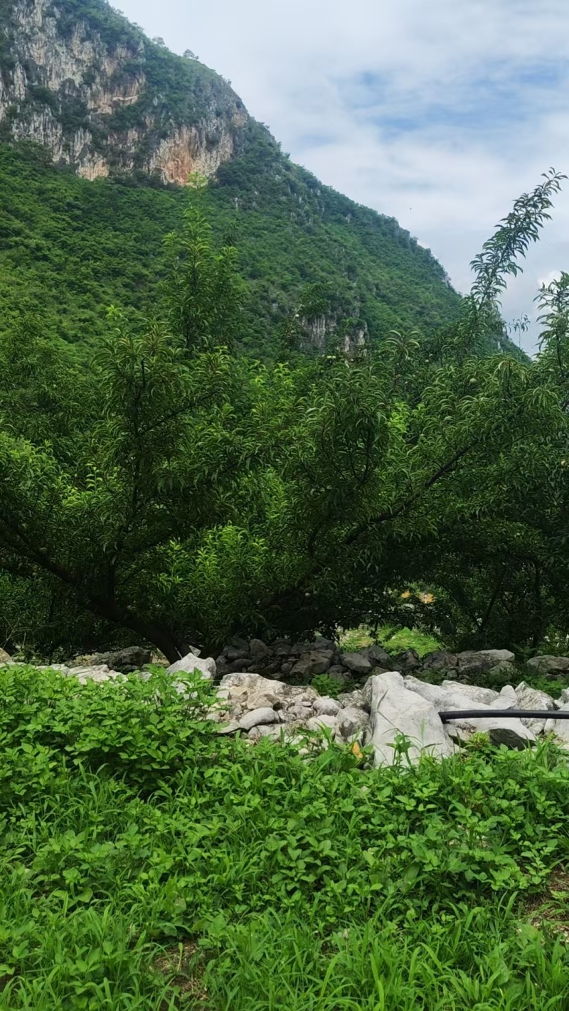 贵州原产地老树蜂糖李可定制包装接直播带货社区团购单位福利