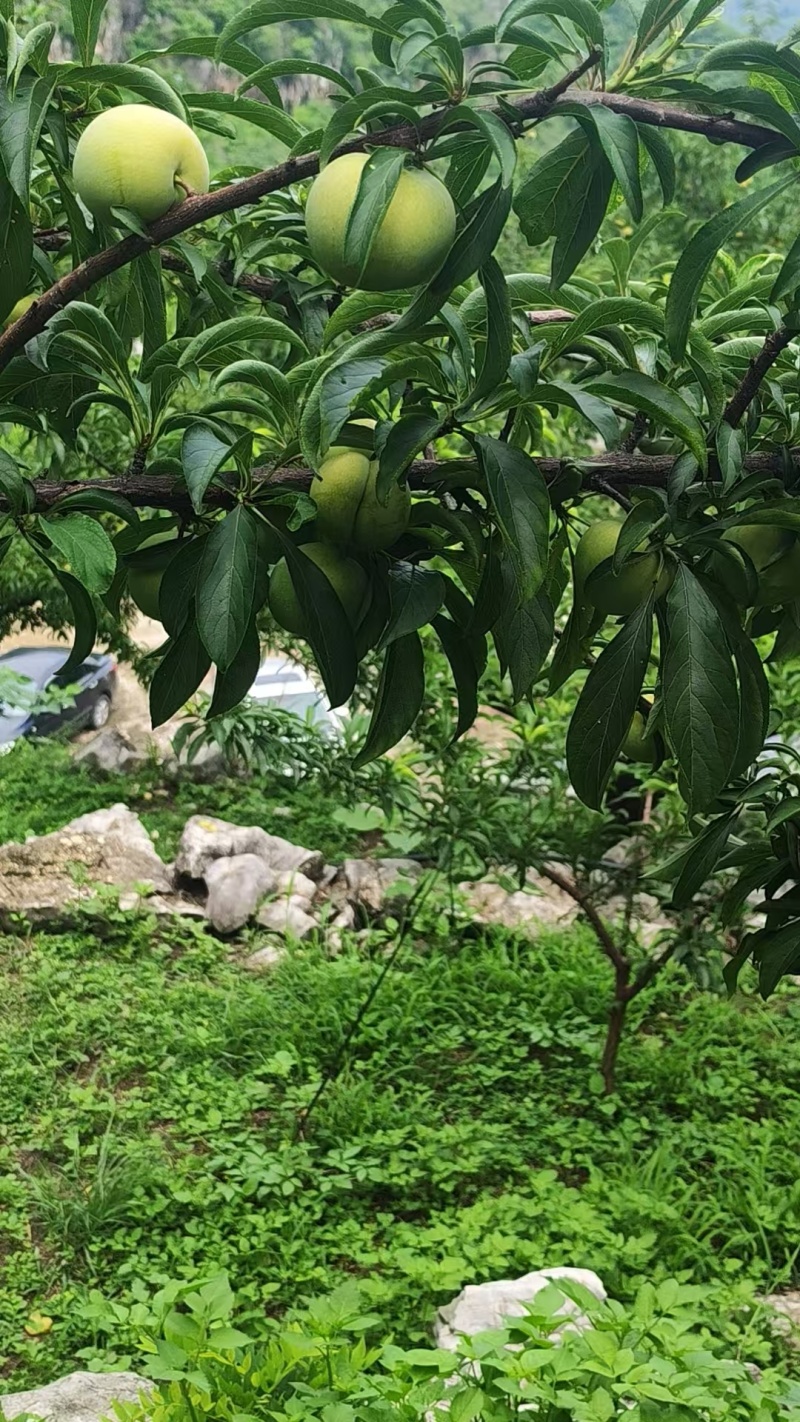 贵州原产地老树蜂糖李可定制包装接直播带货社区团购单位福利