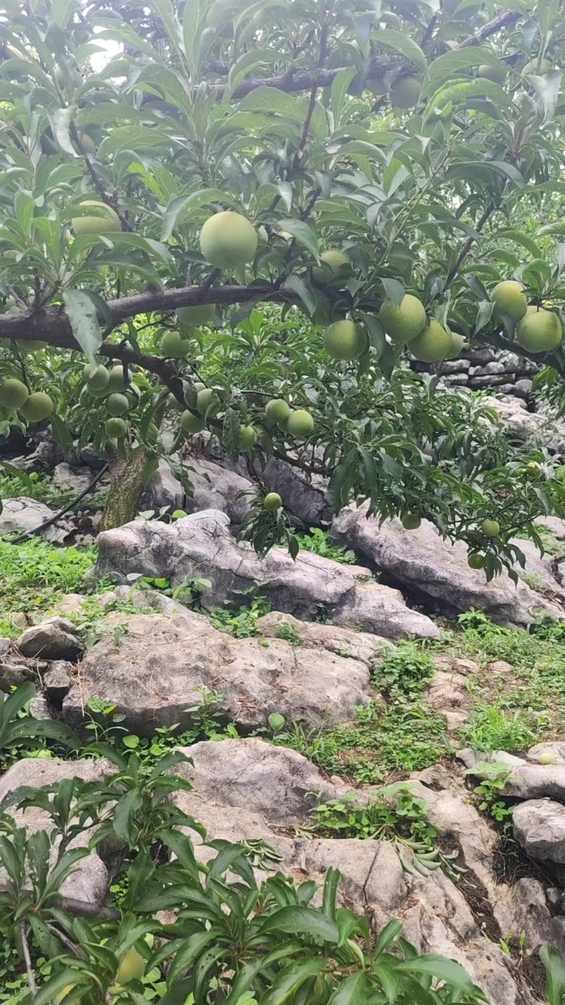 贵州原产地老树蜂糖李可定制包装接直播带货社区团购单位福利