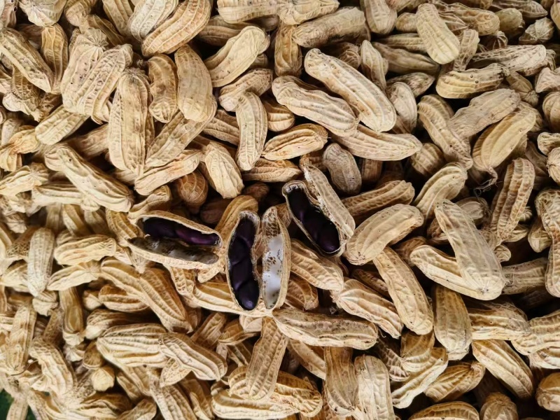黑花生产地直发品质保障视频看货量大优惠
