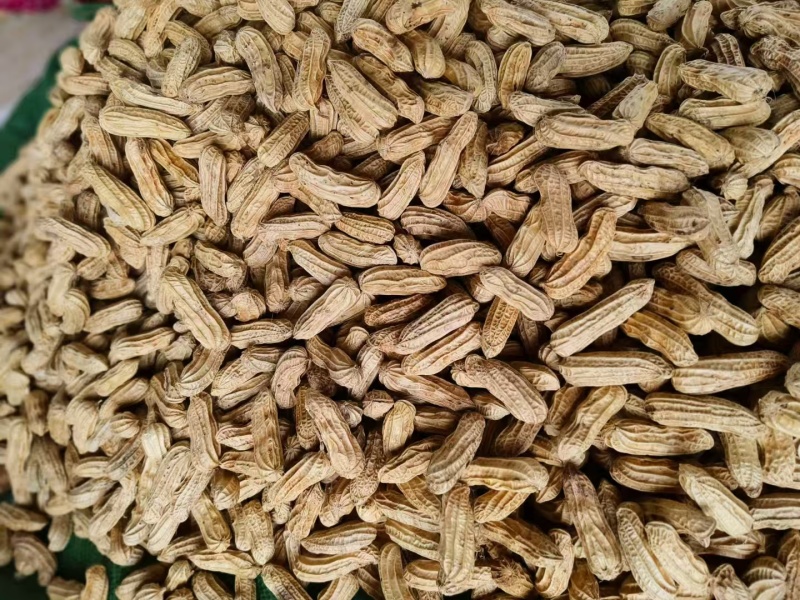 黑花生产地直发品质保障视频看货量大优惠