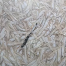 毛刀鱼大量有货新鲜一手货源规格齐全电联详谈