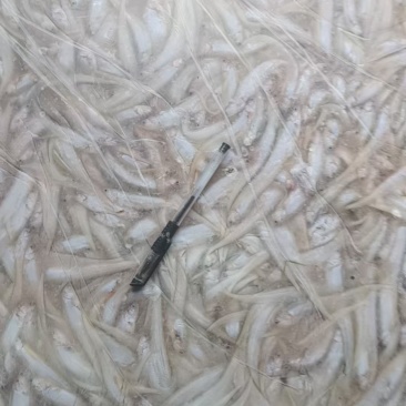 毛刀鱼大量有货新鲜一手货源规格齐全电联详谈