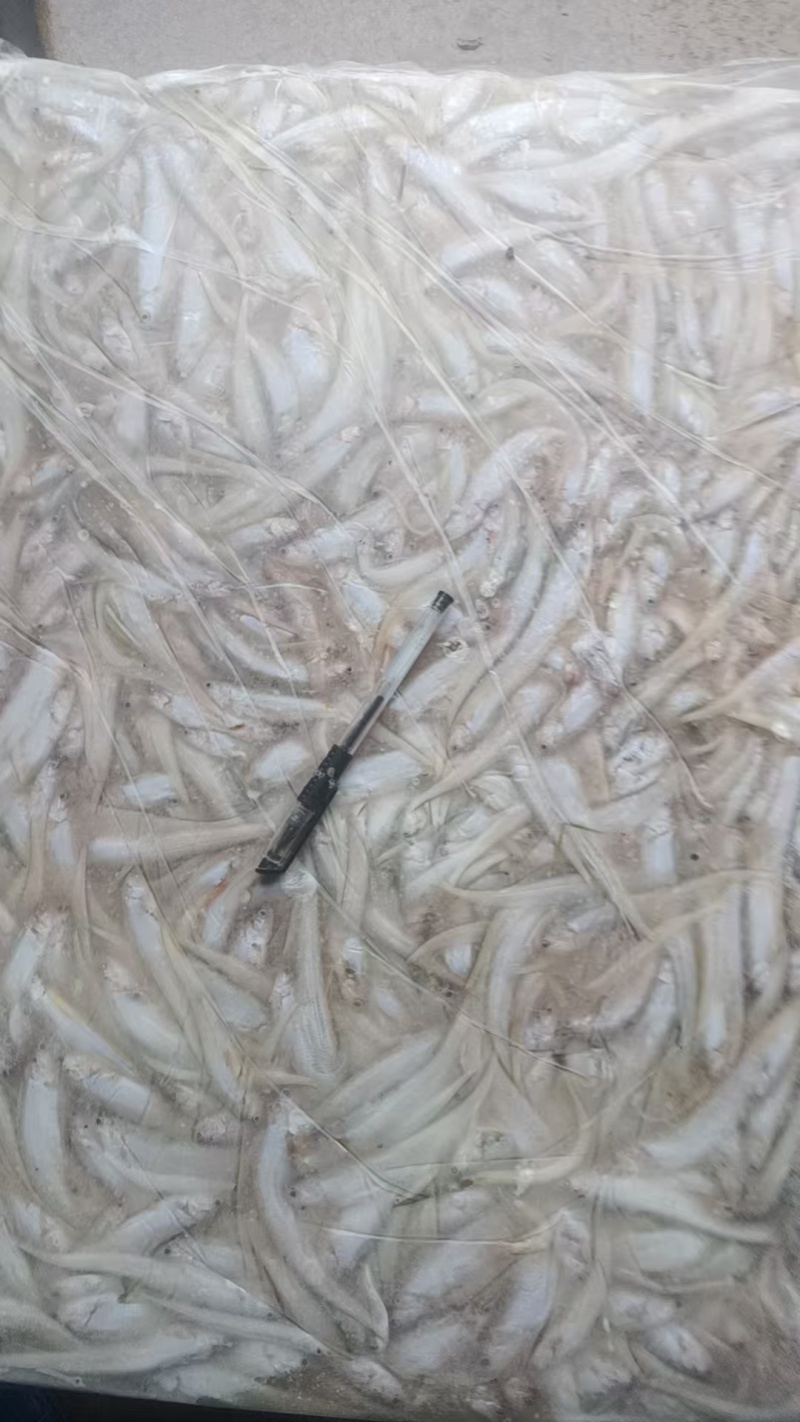 毛刀鱼大量有货新鲜一手货源规格齐全电联详谈