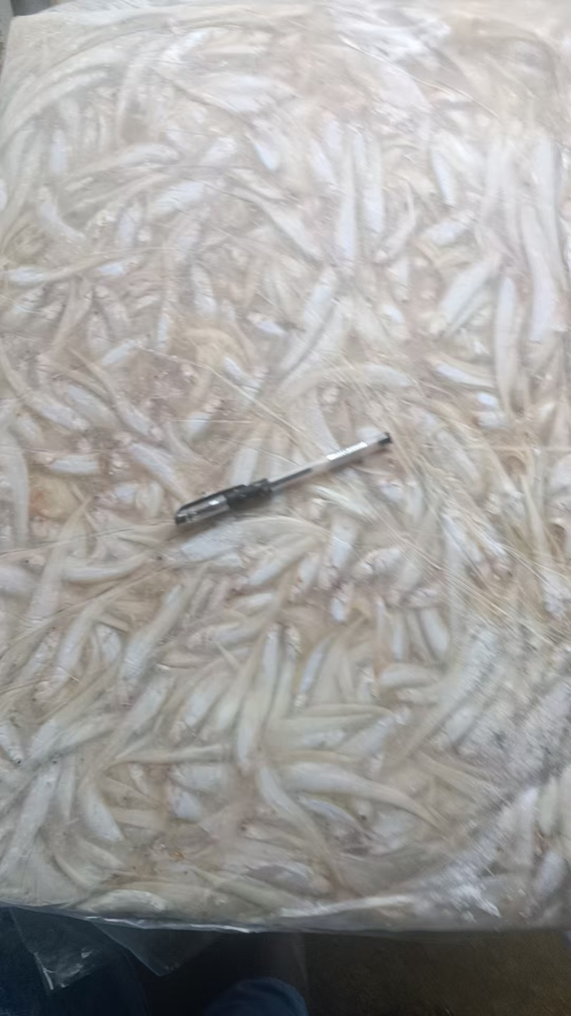 毛刀鱼大量有货新鲜一手货源规格齐全电联详谈