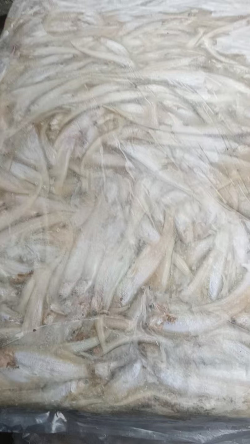 毛刀鱼大量有货新鲜一手货源规格齐全电联详谈