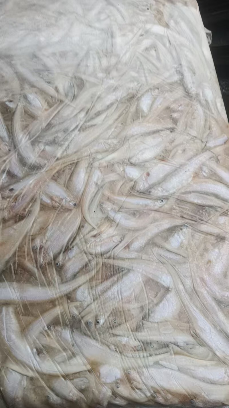 毛刀鱼大量有货新鲜一手货源规格齐全电联详谈
