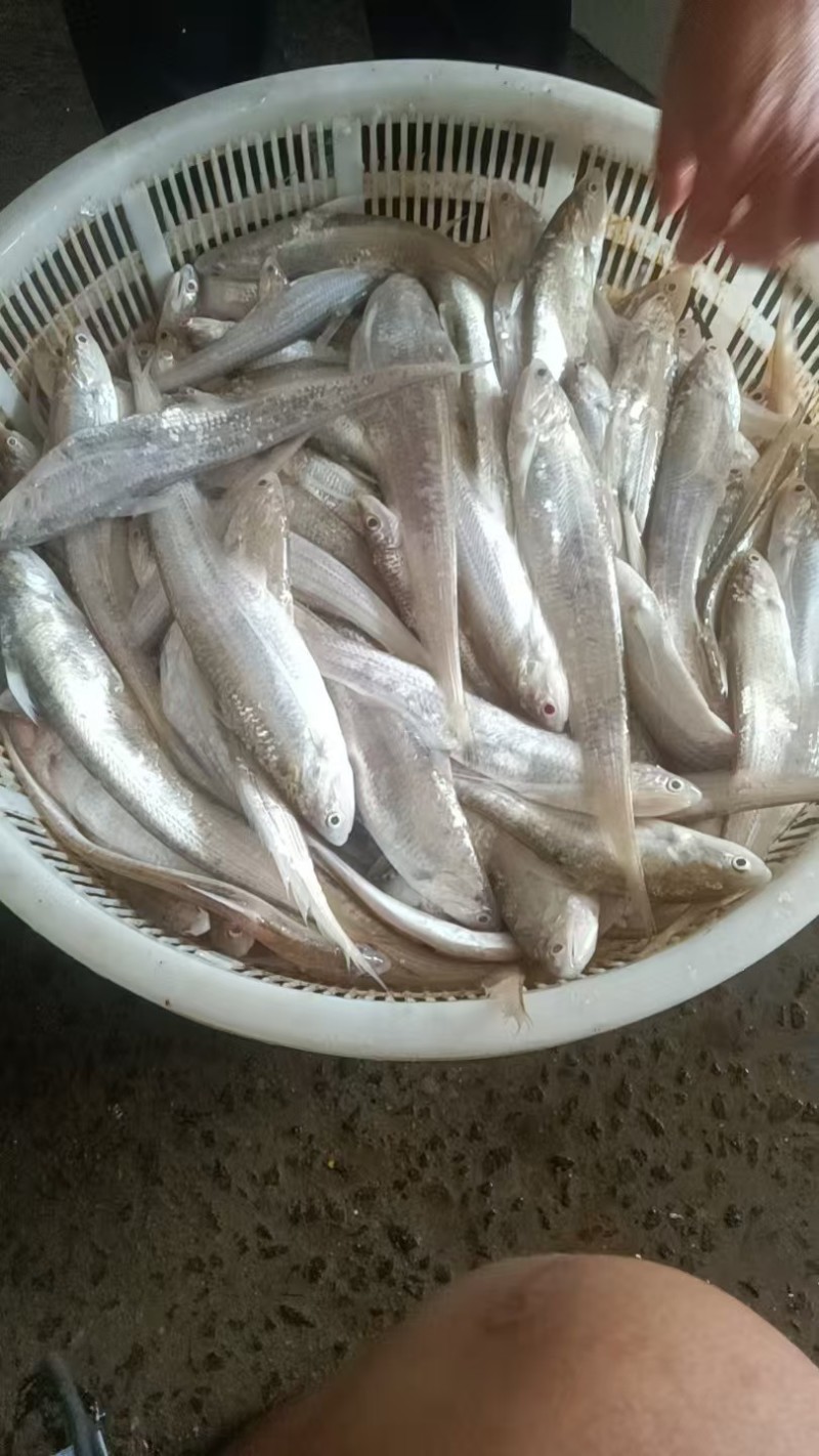 毛刀鱼大量有货新鲜一手货源规格齐全电联详谈
