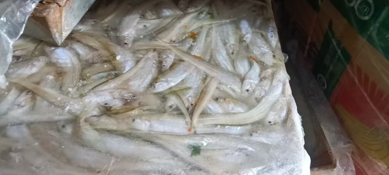 毛刀鱼大量有货新鲜一手货源规格齐全电联详谈