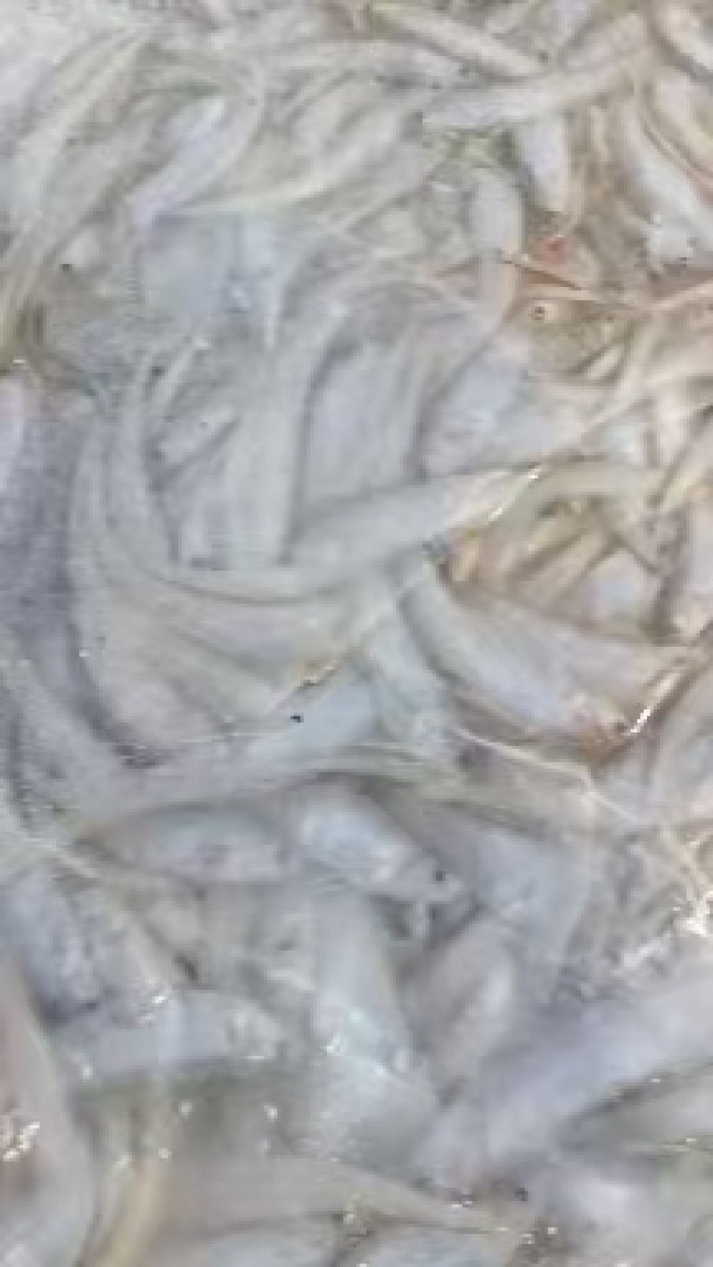 毛刀鱼大量有货新鲜一手货源规格齐全电联详谈
