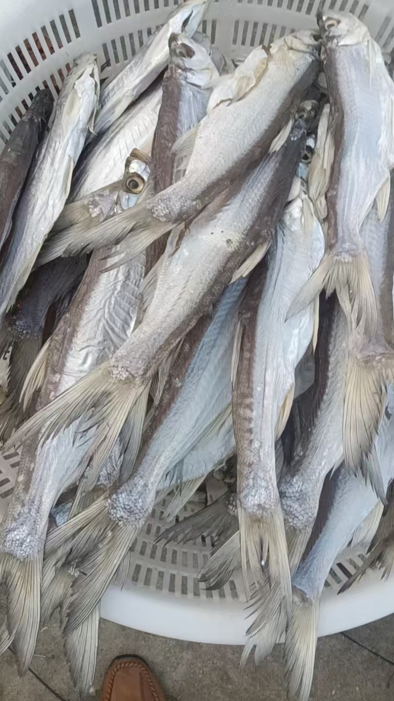 翘嘴鱼干白鱼干大量有货诚信经营可电联详谈