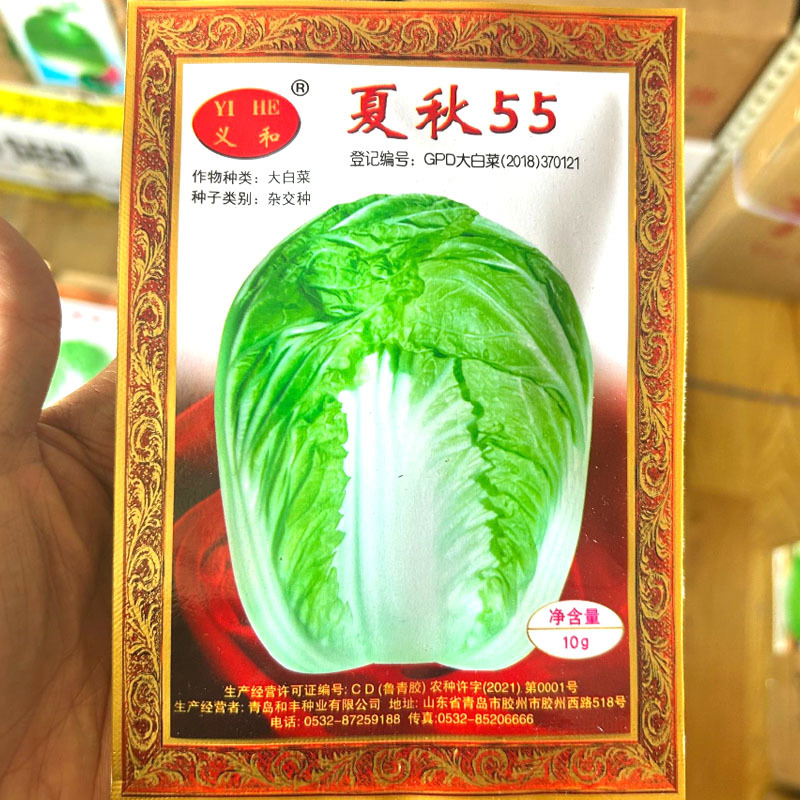夏秋55天大白菜种子杂交夏秋早熟品种净菜率高