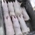 猪蹄大量有货一手货源诚信经营价格美丽