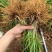 韭菜根，韭菜苗，一年抗菌新根。产地直供，大量供应。