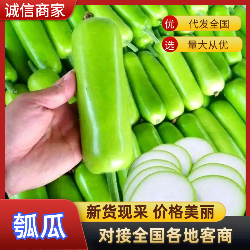 山东精选瓠子瓠瓜质量保证货源充足产地直供